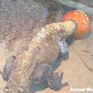 Komodo Dragon (Varanus komodoensis)