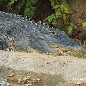 American Alligator (Alligator mississippiensis)