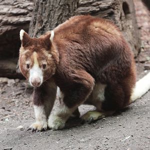 Matschie?s Tree Kangaroo (Dendrolagus matschiei)