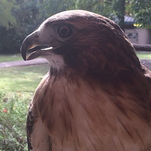 Red-tailed Hawk (Buteo jamaicensis)