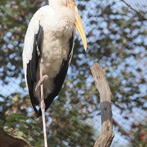 Milky Stork (Mycteria cinerea)