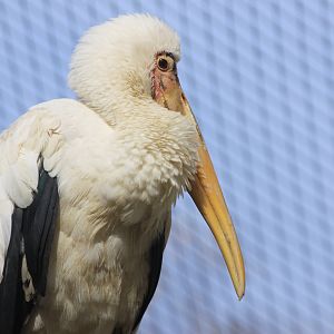 Milky Stork (Mycteria cinerea)