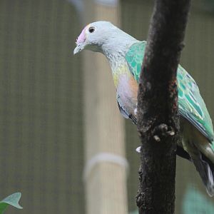 Rose-crowned Fruit-dove (Ptilinopus regina)