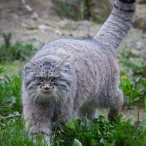 Pallas cat : Port Lympne : 14 Oct 2014