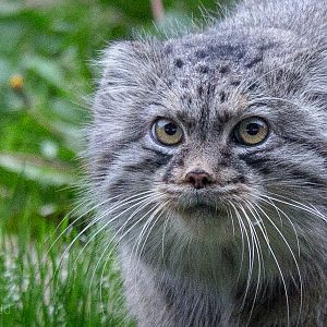 Pallas cat : Port Lympne : 14 Oct 2014