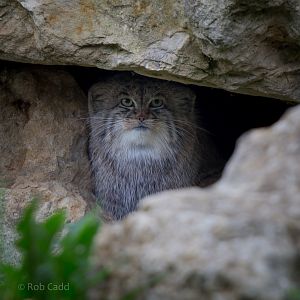 Pallas cat : Port Lympne : 14 Oct 2014