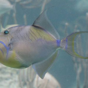 Queen triggerfish