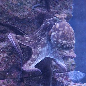 Octopus species