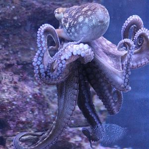 Octopus species