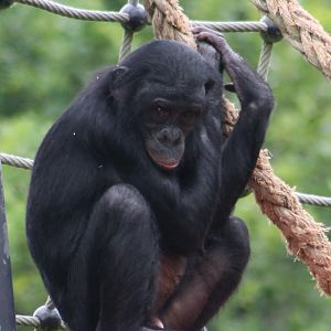 Bonobo