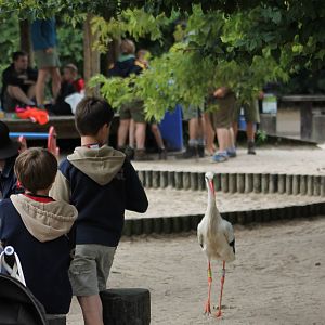 Stork at the playing ground
