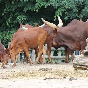 Ankole-watusis