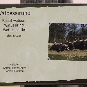 Ankole-watusi sign