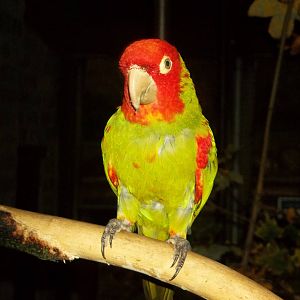 Red-masked Conure, 14th November 2014