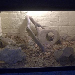 Degu exhibit redesigned, 14th November 2014