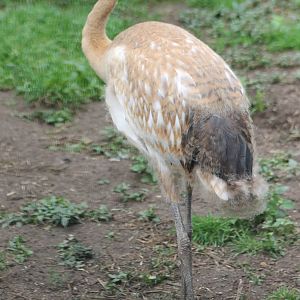 Young crane