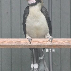 Luzon tarictic hornbill