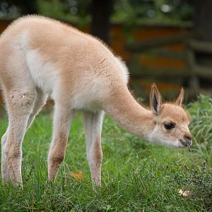 Vicuna : Twycross : 03 Oct 2014