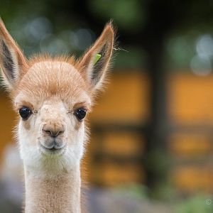Vicuna : Twycross : 03 Oct 2014