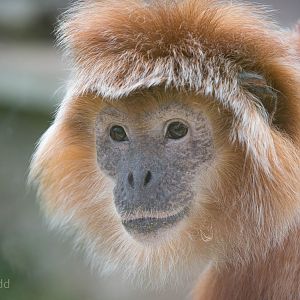 Javan langur : Twycross : 03 Oct 2014