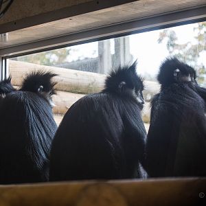 Francois langurs : Twycross : 03 Oct 2014
