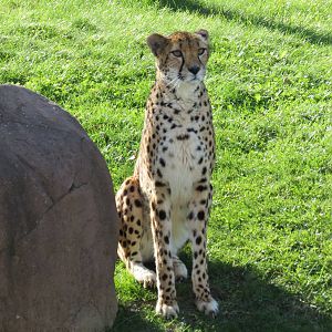 Cheetah