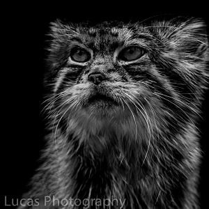 Pallas Cat