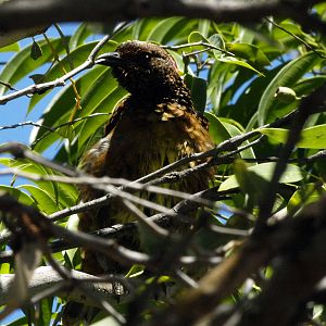 Male Western bowerbird