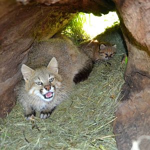 Pampas Cats