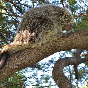 Prehensile-tailed Tree Porcupine (Sphiggurus spinosus)