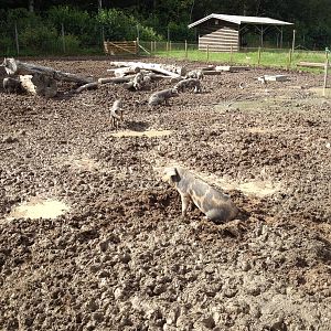 The Farm - Linder?d pig paddock