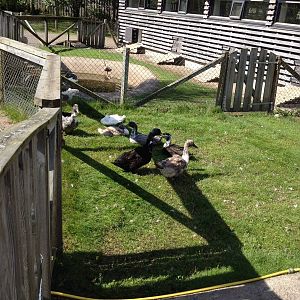 The Farm - Ducks