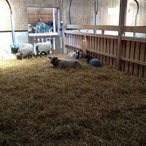 The Farm - Sheep indoor exhibit.