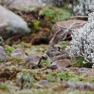 Blick's Grass Rat in Bale Mountains NP, 15/10/14