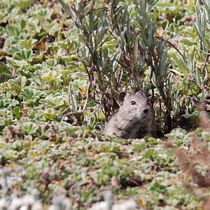 Blick's Grass Rat in Bale Mountains NP, 15/10/14