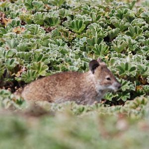 Black-clawed Brush-furred Rat in Bale Mountains NP, 15/10/14