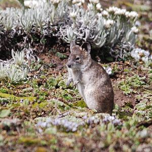 Black-clawed Brush-furred Rat in Bale Mountains NP, 15/10/14
