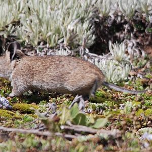 Black-clawed Brush-furred Rat in Bale Mountains NP, 15/10/14