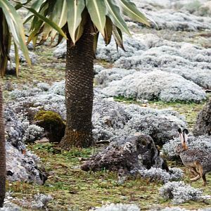 Starck's Hare in Bale Mountains NP, 15/10/14