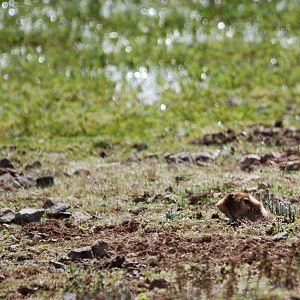 Ethiopian Giant Mole-Rat in Bale Mountains NP, 15/10/14