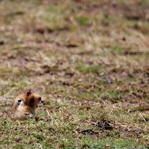 Ethiopian Giant Mole-Rat in Bale Mountains NP, 15/10/14