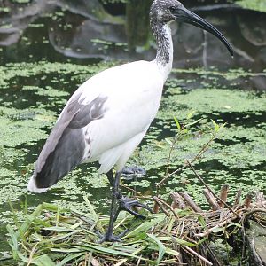 Sacred ibis
