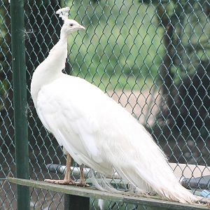 White peacock