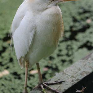 Cattle egret