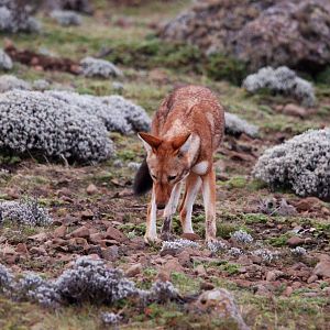 Ethiopian Wolf in Bale Mountains NP, 15/10/14