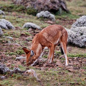 Ethiopian Wolf in Bale Mountains NP, 15/10/14