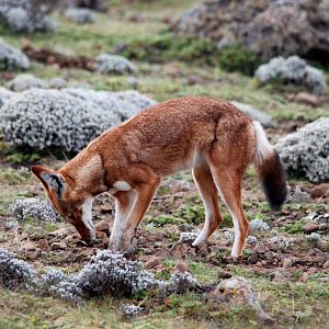 Ethiopian Wolf in Bale Mountains NP, 15/10/14