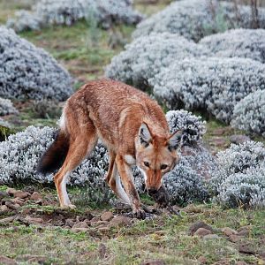 Ethiopian Wolf in Bale Mountains NP, 15/10/14