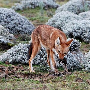 Ethiopian Wolf in Bale Mountains NP, 15/10/14