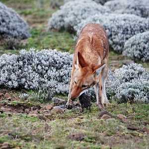 Ethiopian Wolf in Bale Mountains NP, 15/10/14